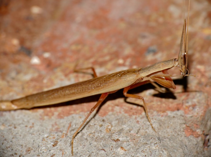 Grass Mantid (Pyrgomantis rhodesica) (16503277165)