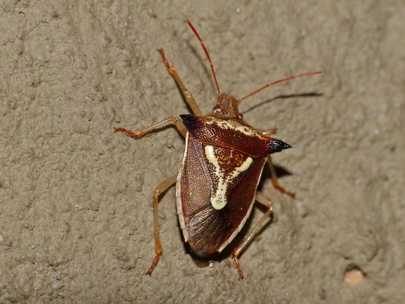 Grass Stink Bug (Veterna sp.) (12932307065)
