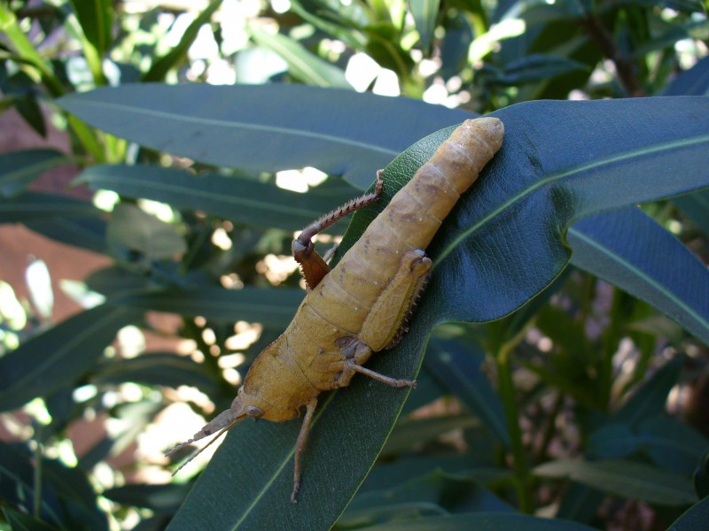 Grasshopper2