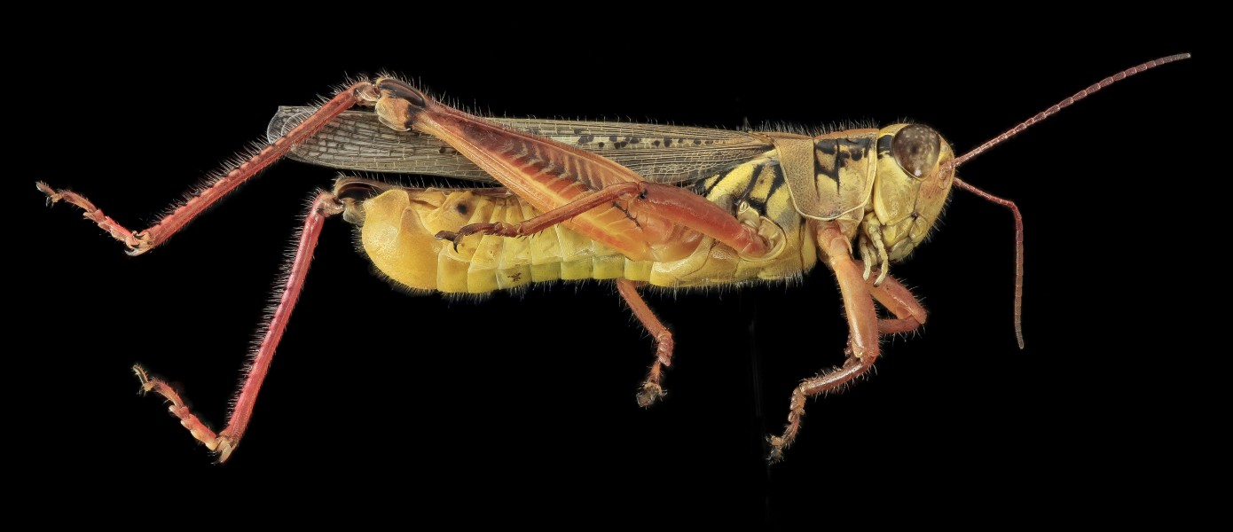 Grasshopper2, U, Side, MD, PG County 2013-07-30-15.34.53 ZS PMax (9406193579)