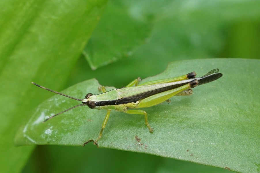 Grasshopper 07347