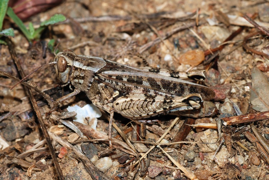 Grasshopper 2007-1