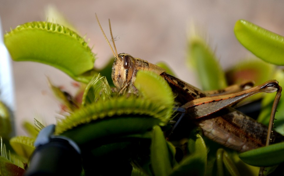 Grasshopper Amongst the Dionea (14437517224)