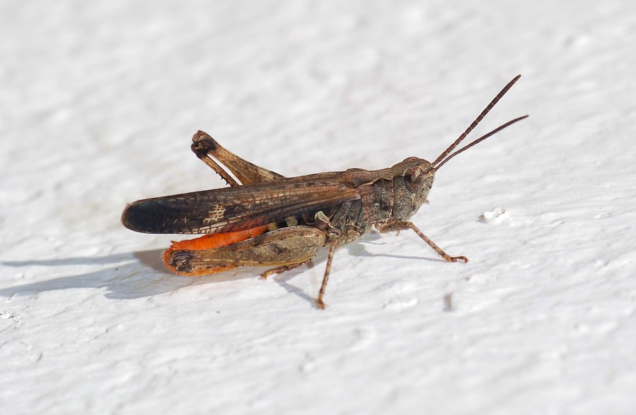 Grasshopper April 2008-3