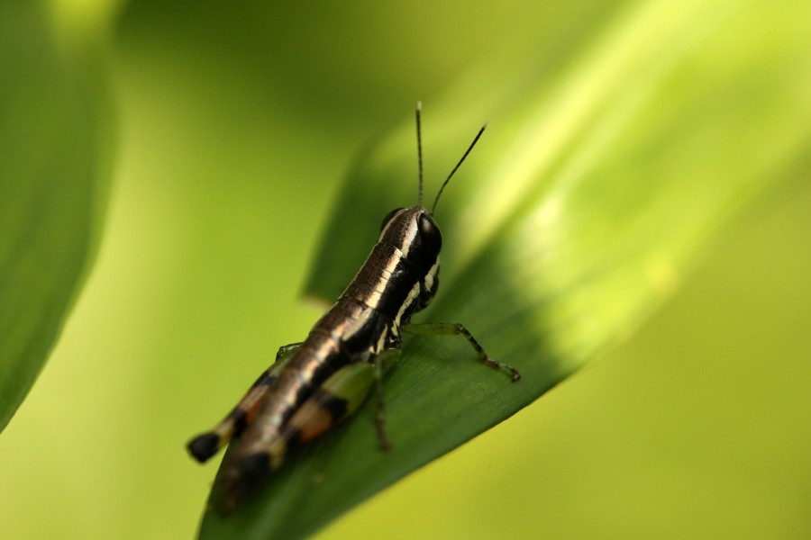 Grasshopper compound eyes