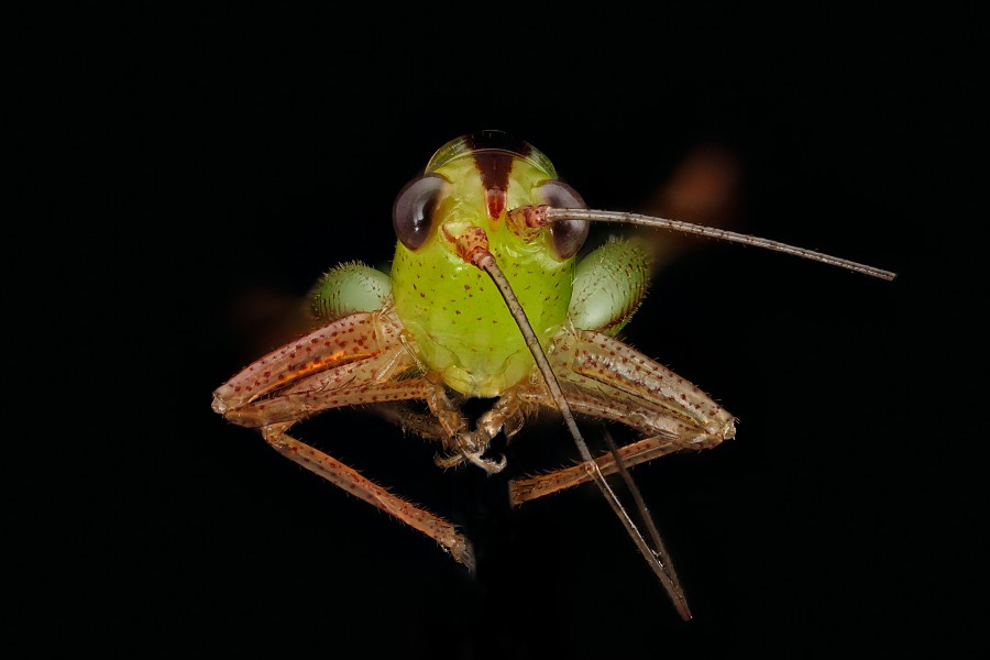 Grasshopper-face 2012-07-03-15.13.28-ZS-PMax (7638493086)