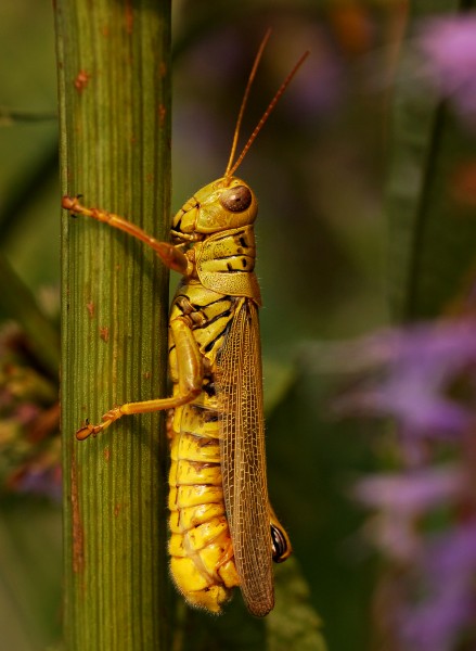 Grasshopper Pennsylvania 2000px