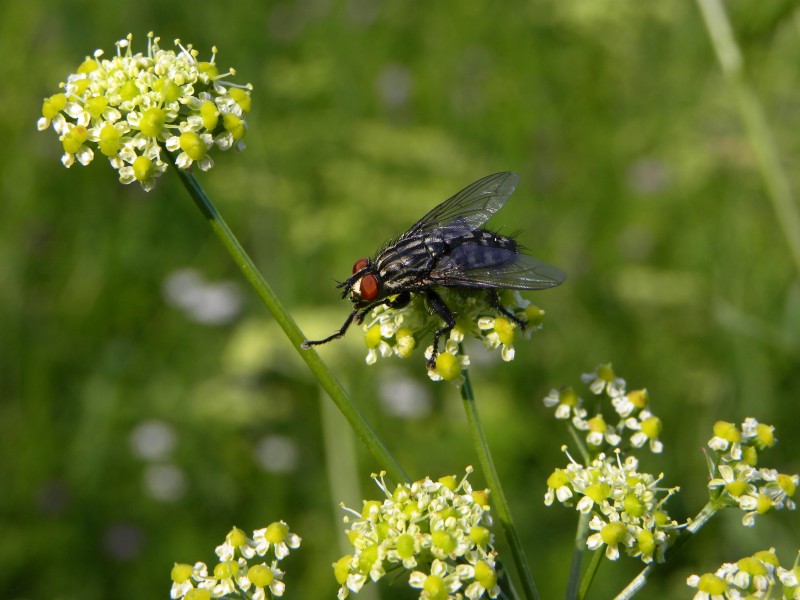 Graue Fleischfliege - Sarcophaga carnaria 2