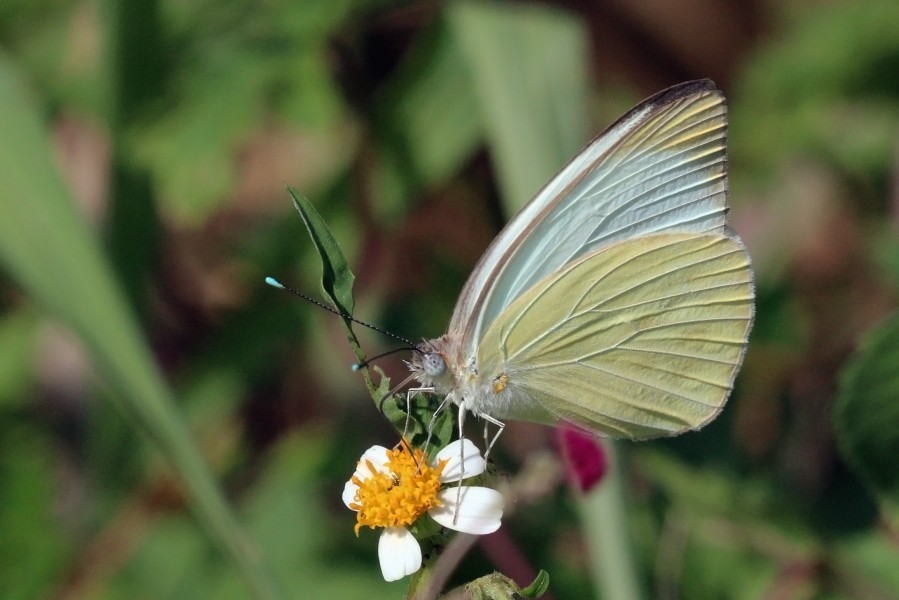 Great southern white (Ascia monuste eubotea) male underside