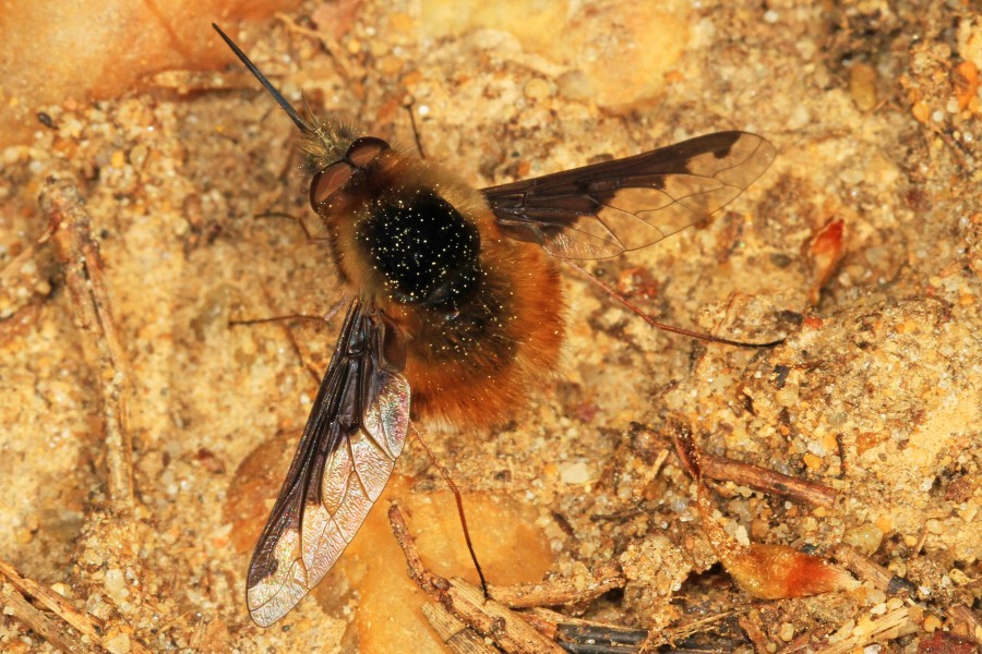 Greater Bee Fly - Bombylius major, Meadowood Farm SRMA, Mason Neck, Virginia