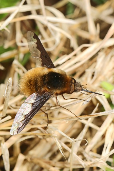 Greater Bee Fly - Bombylius major, Merrimac Farm Wildlife Management Area, Aden, Virginia - 8642704406