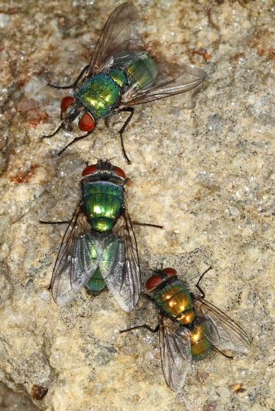 Green Bottle Flies - Lucilia sericata, Leesylvania State Park, Woodbridge, Virginia