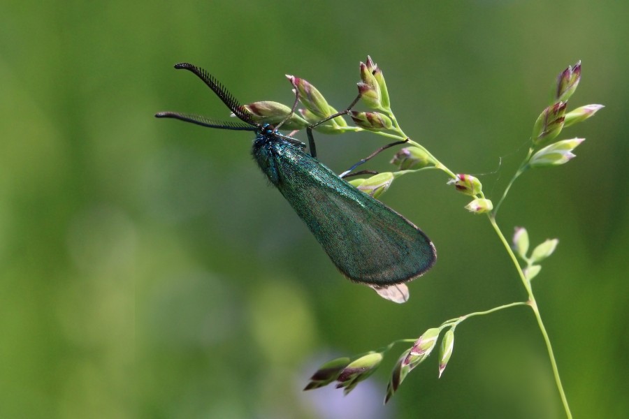 Green forester (Adscita statices)