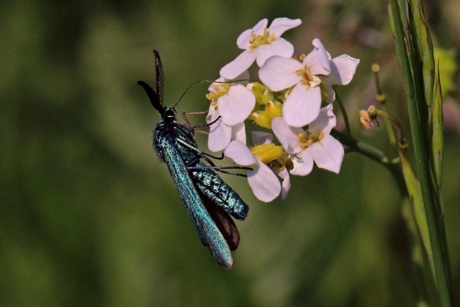 Green forester (Adscita statices) lateral