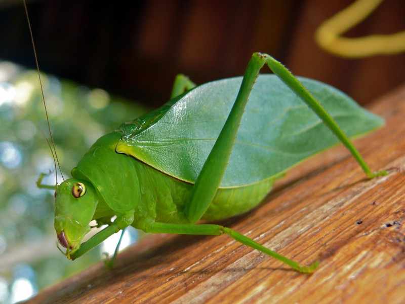 Green Katydid (Tettigoniidae) (8294799540)