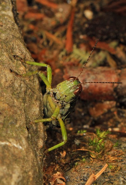 Green-legged Grasshopper - Melanoplus viridipes, Great Smoky Mountains National Park, Cherokee, North Carolina