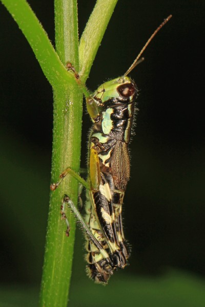 Green-legged Grasshopper - Melanoplus viridipes complex, Friendsville, Maryland
