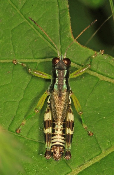 Green-legged Grasshopper - Melanoplus viridipes complex, Lostland Run Rd., Garrett County, Maryland
