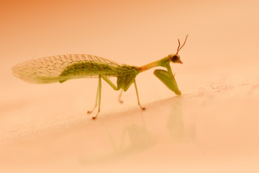 Green Mantisfly (Zeugomantispa minuta) (24117992605)