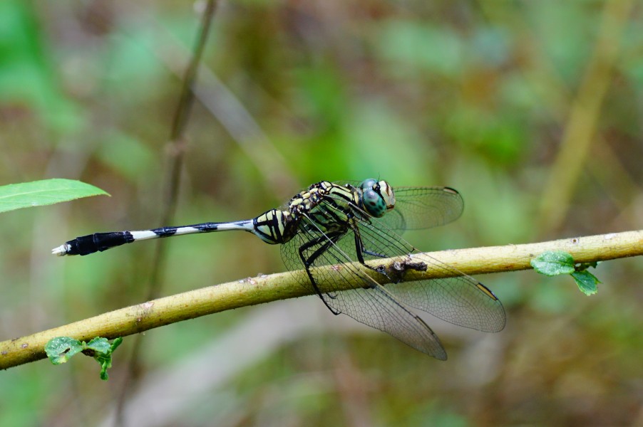 Green Marsh Hawk 02945