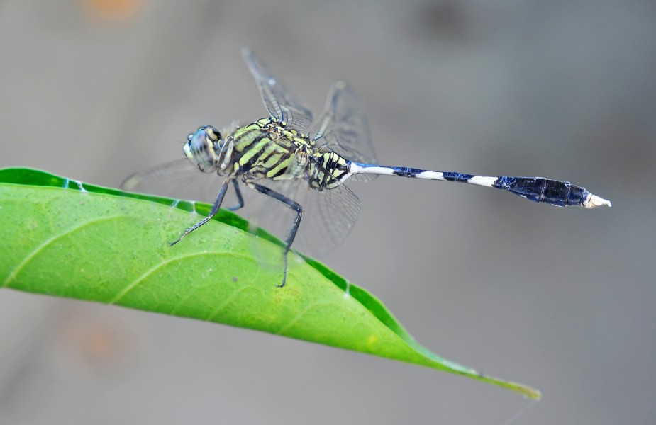 Green Marsh Hawk (Orthetrum sabina), Burdwan, West Bengal, India 22 09 2012 (2)