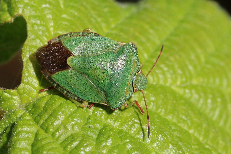 Green shield bug (Palomena prasina) 2