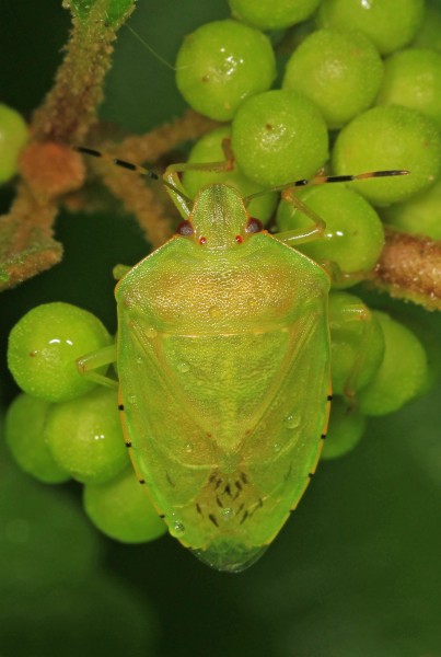 Green Stink Bug - Chinavia hilaris, Jones Preserve, Washington, Virginia