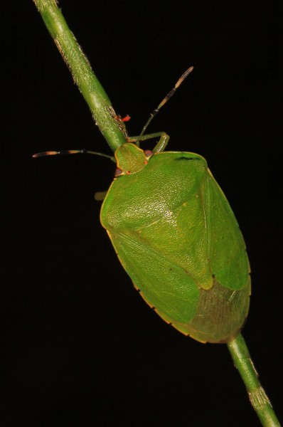 Green Stink Bug - Chinavia hilaris, Julie Metz Wetlands, Woodbridge, Virginia