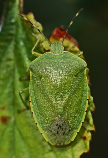 Green Stink Bug - Chinavia hilaris, Leesylvania State Park, Woodbridge, Virginia