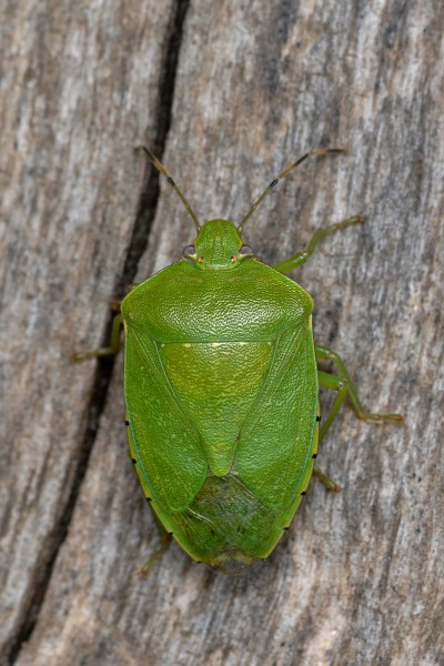Green Stink Bug (Chinavia hilaris) - Guelph, Ontario 03