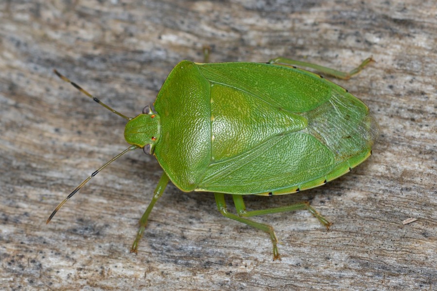 Green Stink Bug (Chinavia hilaris) - Guelph, Ontario 04