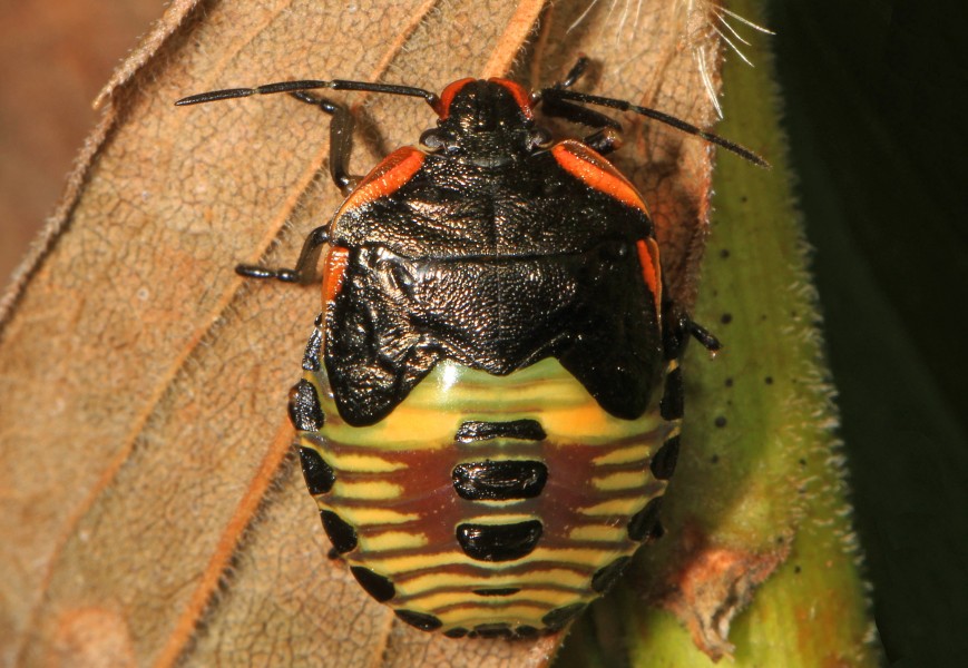 Green Stink Bug nymph - Chinavia hilaris, Julie Metz Wetlands, Woodbridge, Virginia