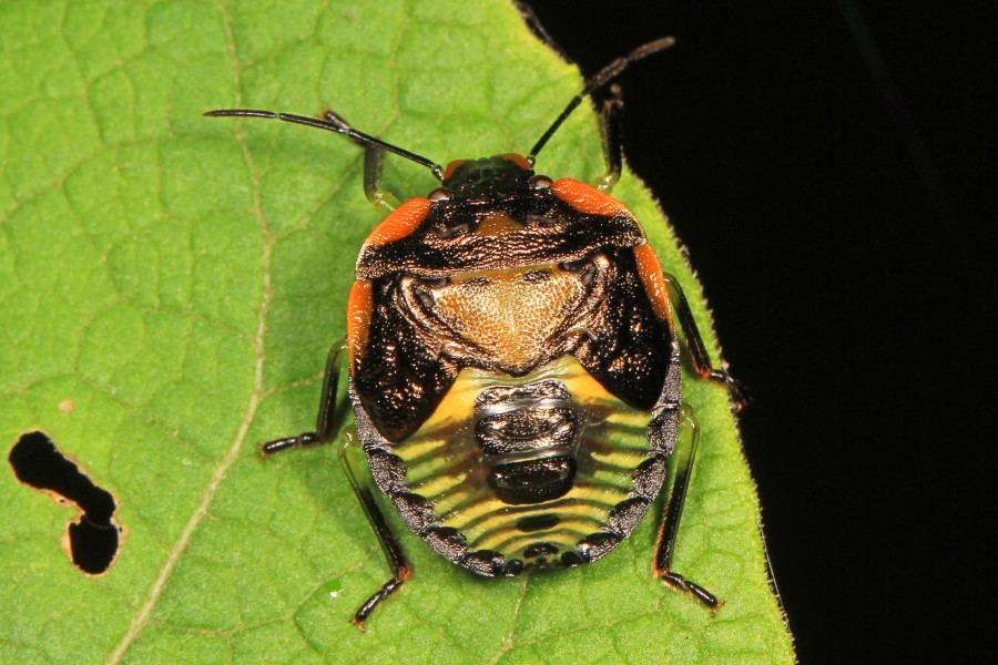 Green Stink Bug nymph - Chinavia hilaris, Richard Thompson Wildlife Management Area, Linden, Virginia