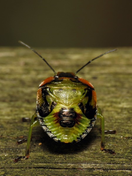 Green Stink Bug Nymph - Flickr - treegrow
