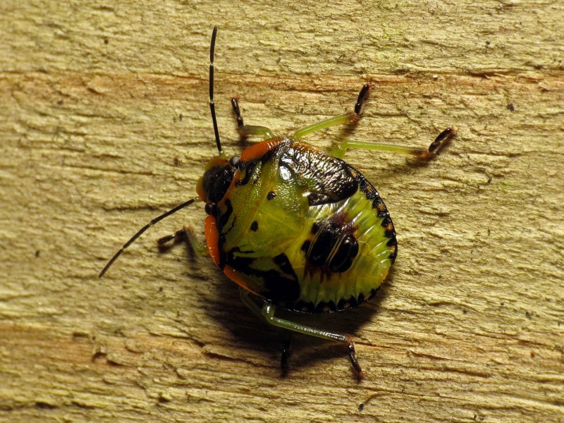 Green Stink Bug Nymph - Flickr - treegrow (1)