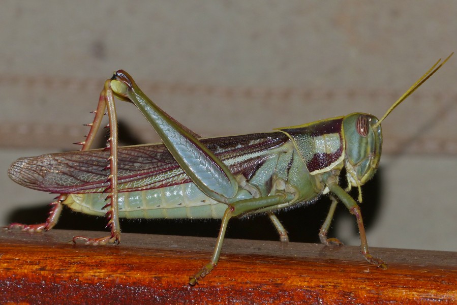 Green Tree Locust (Cyrtacanthacris aeruginosa) (12951018893)