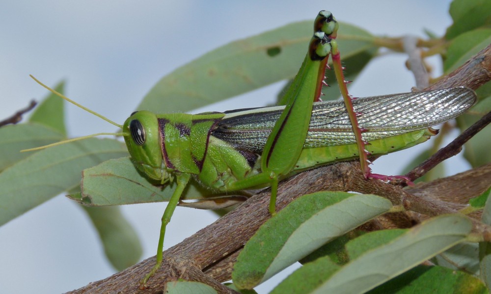 Green Tree Locust (Cyrtacanthis aeruginosa) (5984202445)