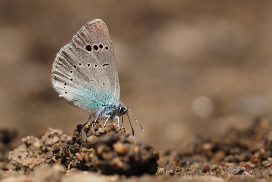 Green-underside Blue (Glaucopsyche alexis), Nera River Gorges, SW Romania (35448403716)