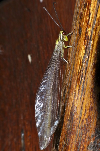 Gregarious Antlion (Hagenomyia tristis) (13947033584)