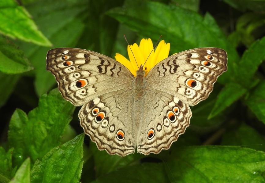 Grey Pansy Junonia atlites by Dr. Raju Kasambe DSCN0114 (4)