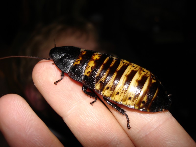 Gromphadorhina portentosa on hand