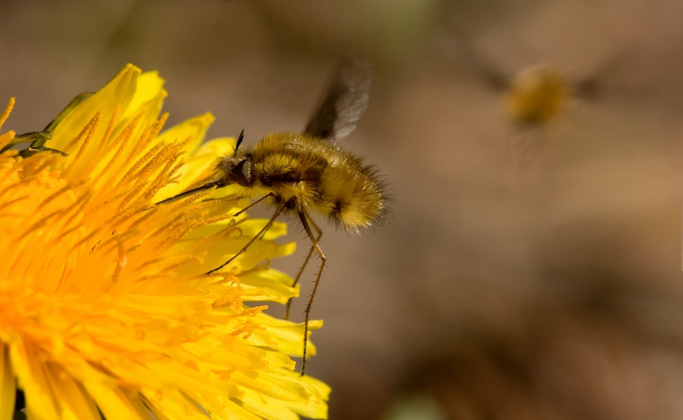 Grosser Wollschweber Bombylius major 4