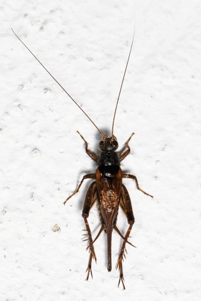 Ground Cricket, Woodbridge, Virginia