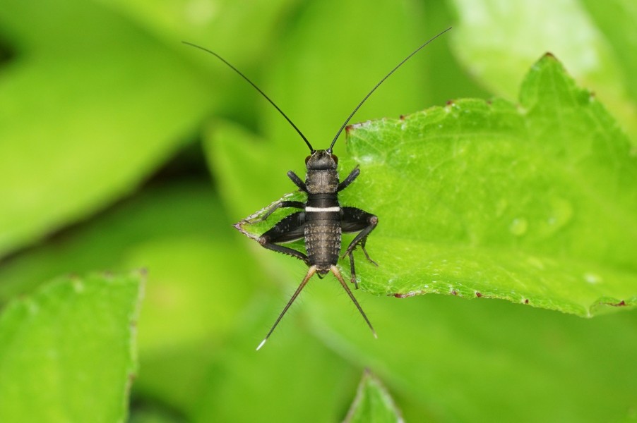 Gryllidae nymph 09586