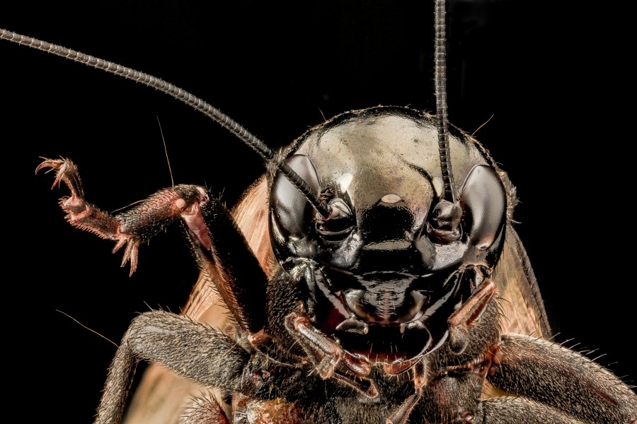 Gryllus species, U, Face, MD, PG County 2013-08-07-18.20.57 ZS PMax (9464526443)