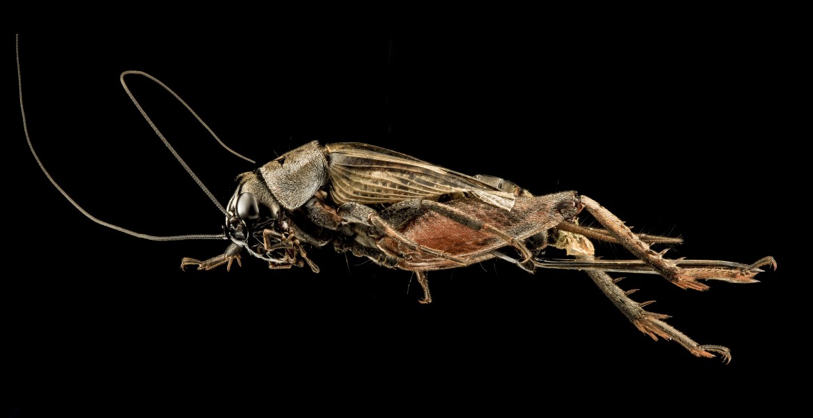 Gryllus species, U, Side, MD, PG County 2013-08-07-18.25.38 ZS PMax (9464523793)