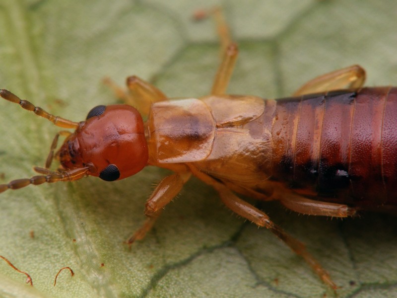Guanchia male imago 20150804 536