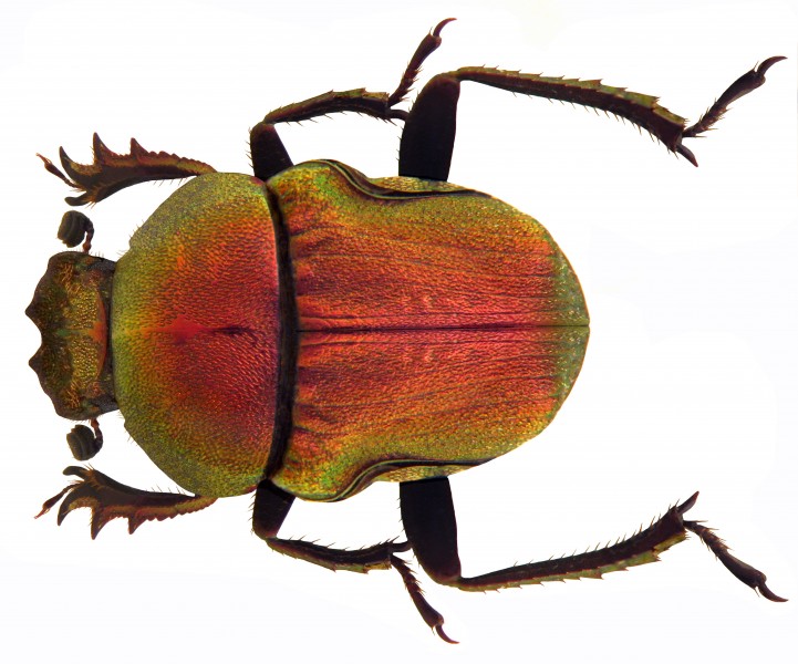 Gymnopleurus aenescens (Wiedemann, 1821) (5398075089)