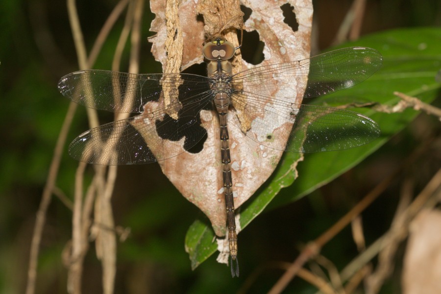 Gynacantha-Kadavoor-2016-06-26-001