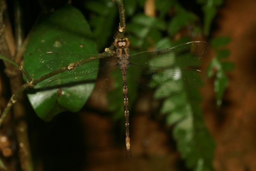 Gynacantha-Kadavoor-2016-07-11-001